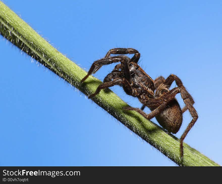 This is a wolfspider. Only 2cm long, but it looks like a monster on this picture. This is a wolfspider. Only 2cm long, but it looks like a monster on this picture.