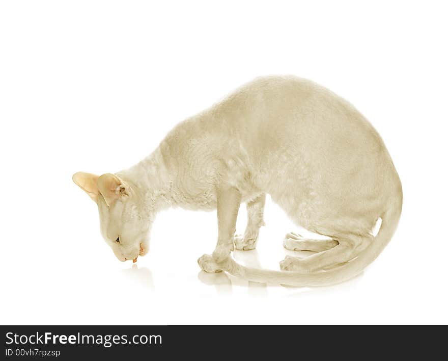 White  cornish-rex on white background