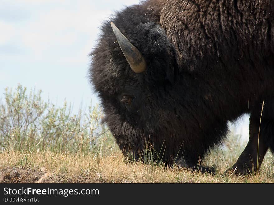 An American Buffalo grazing on some summer grass. An American Buffalo grazing on some summer grass.