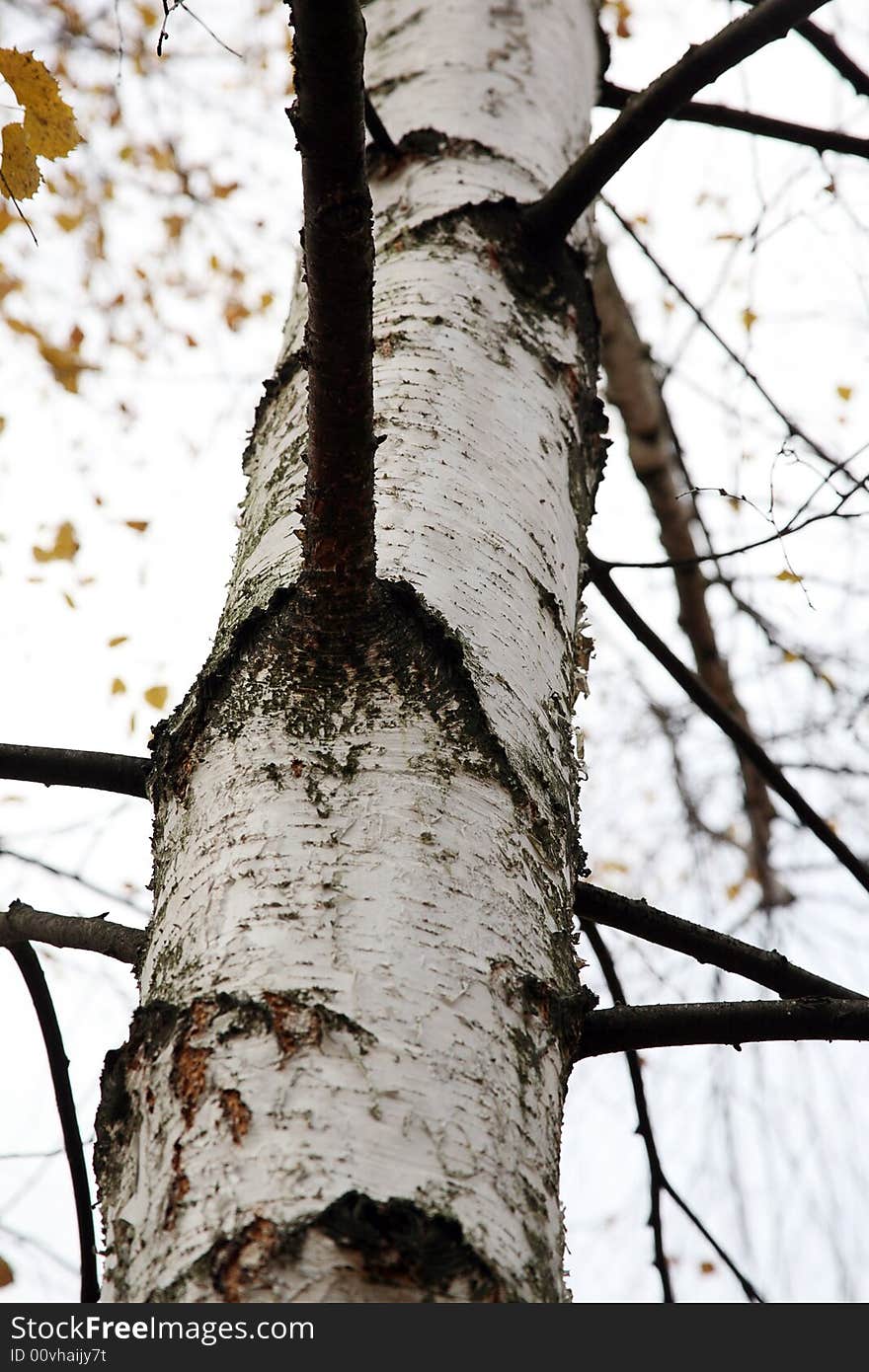 Fragment of a trunk of Russian birch. Fragment of a trunk of Russian birch