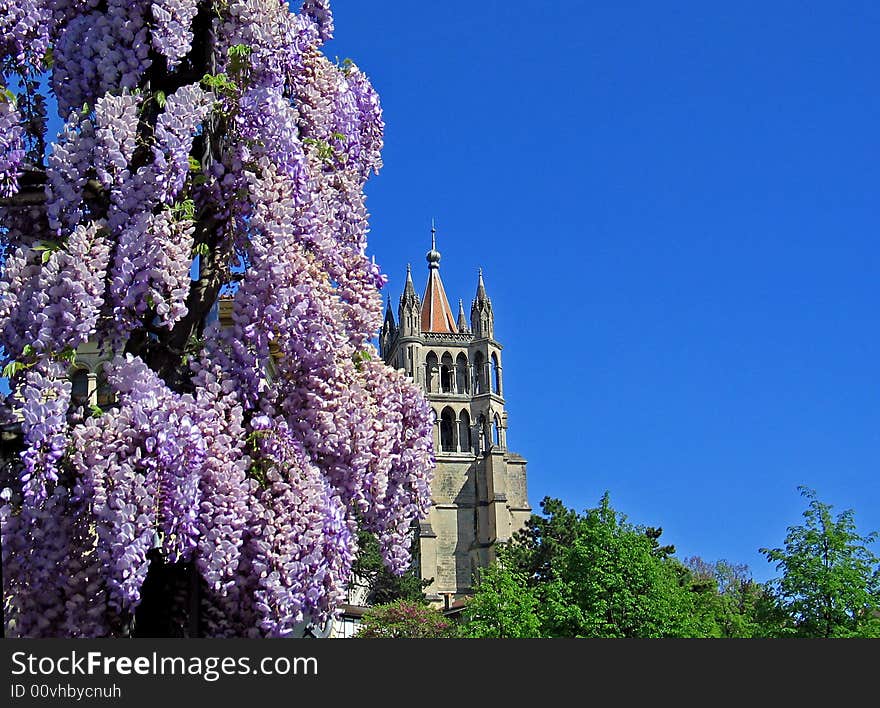 Lausanne Catherdral against blue sky with blossoming glycine. Lausanne Catherdral against blue sky with blossoming glycine