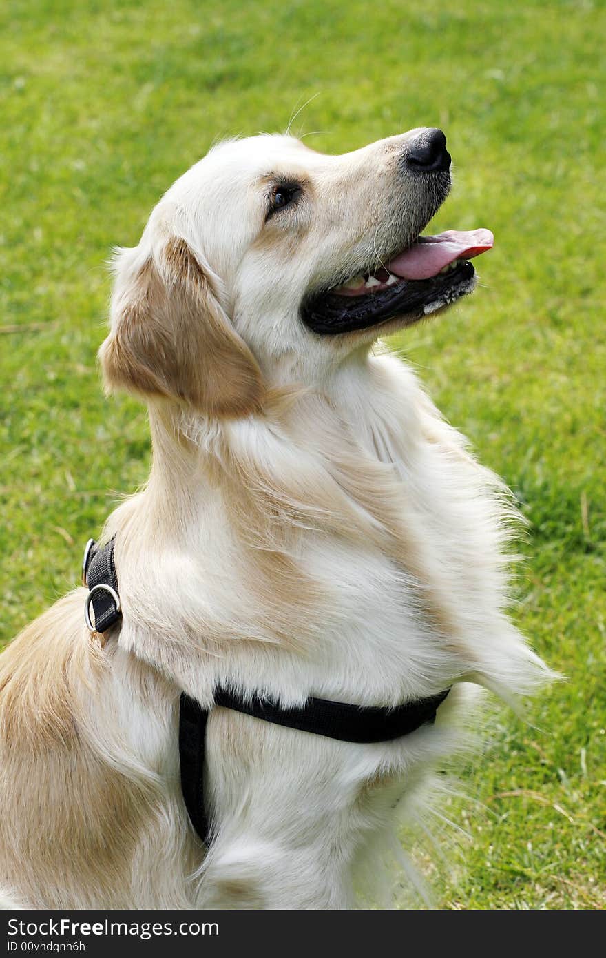 This is Golden retriever. It is sitting down,It is listening to its host speaking to it. This is Golden retriever. It is sitting down,It is listening to its host speaking to it.