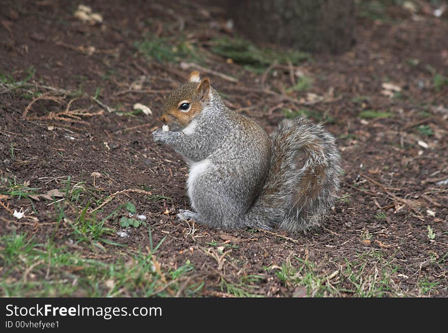 Squirrel sits and eats a nut