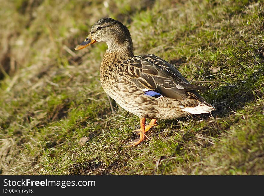 Duck On The Ground