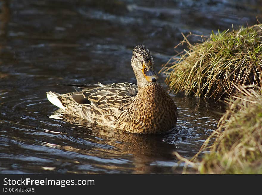 Duck on the lake