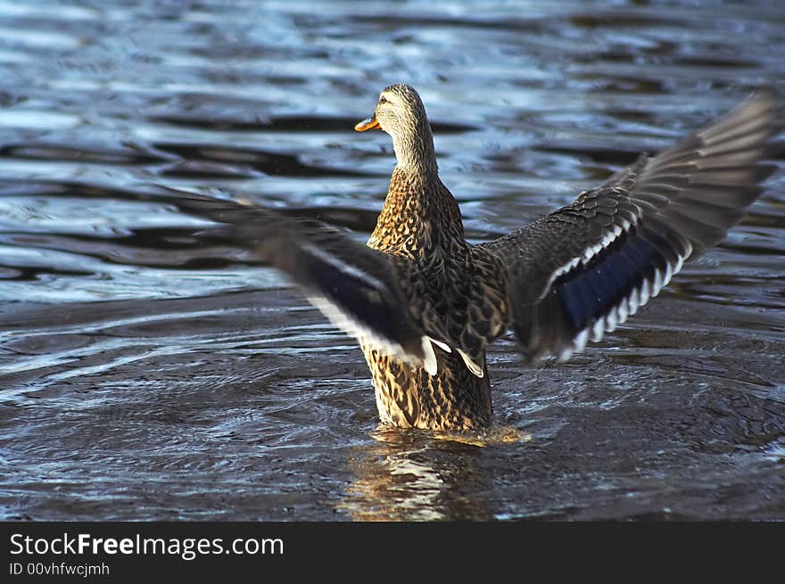 Wild duck starting to fly from the water. Wild duck starting to fly from the water