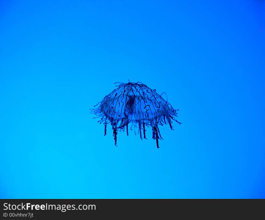 Jellyfish in aquarium on blue background.