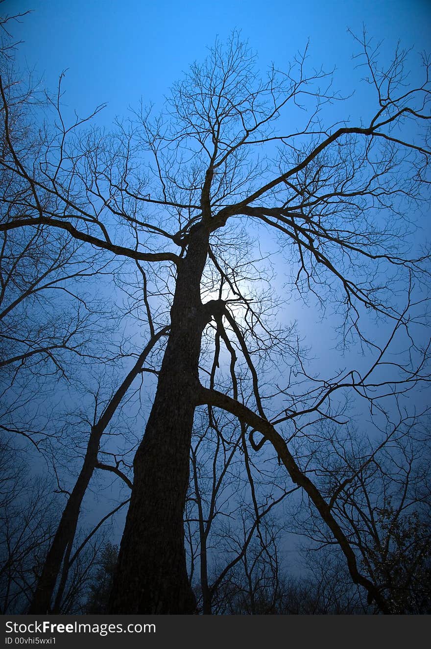 Silhouette picture of of a dead tree. Silhouette picture of of a dead tree