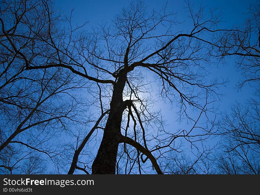 Silhouette picture of of a dead tree. Silhouette picture of of a dead tree