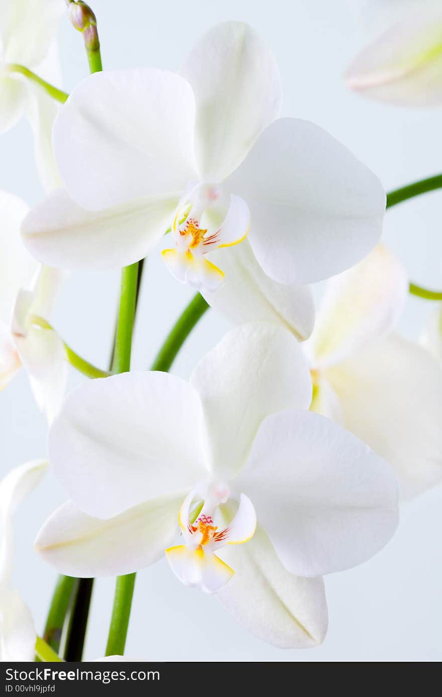 Orchid flowers - shallow depth of field. Orchid flowers - shallow depth of field.