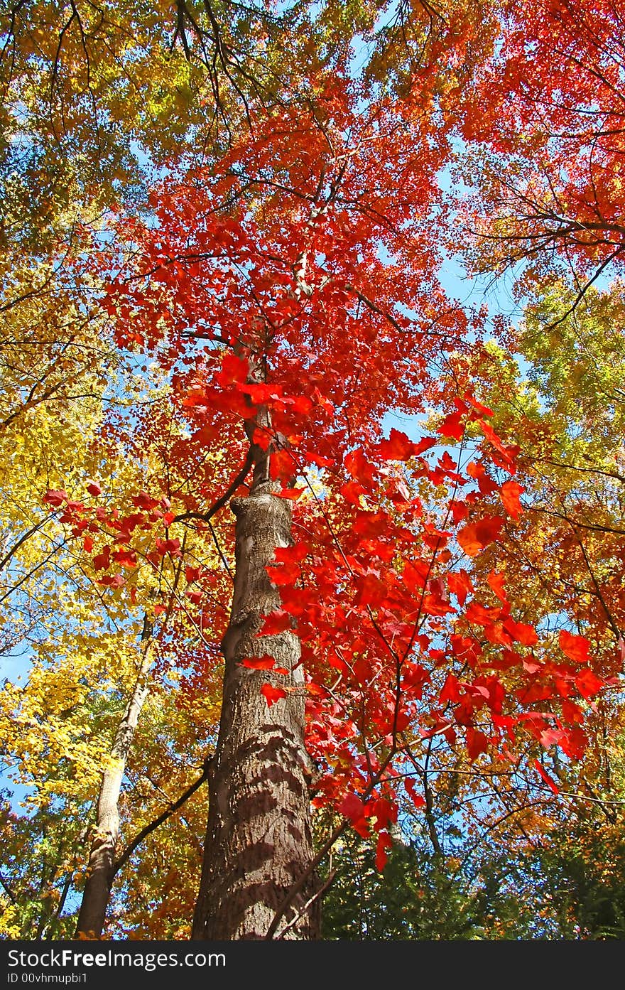 Fall foliage in northern virginia