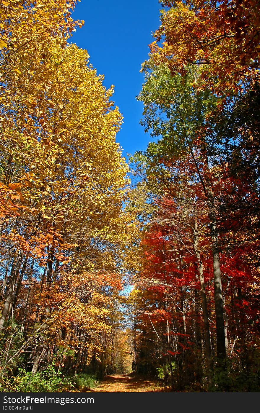 Fall foliage in northern virginia