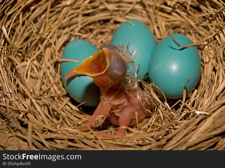 A  shot of a new born chick