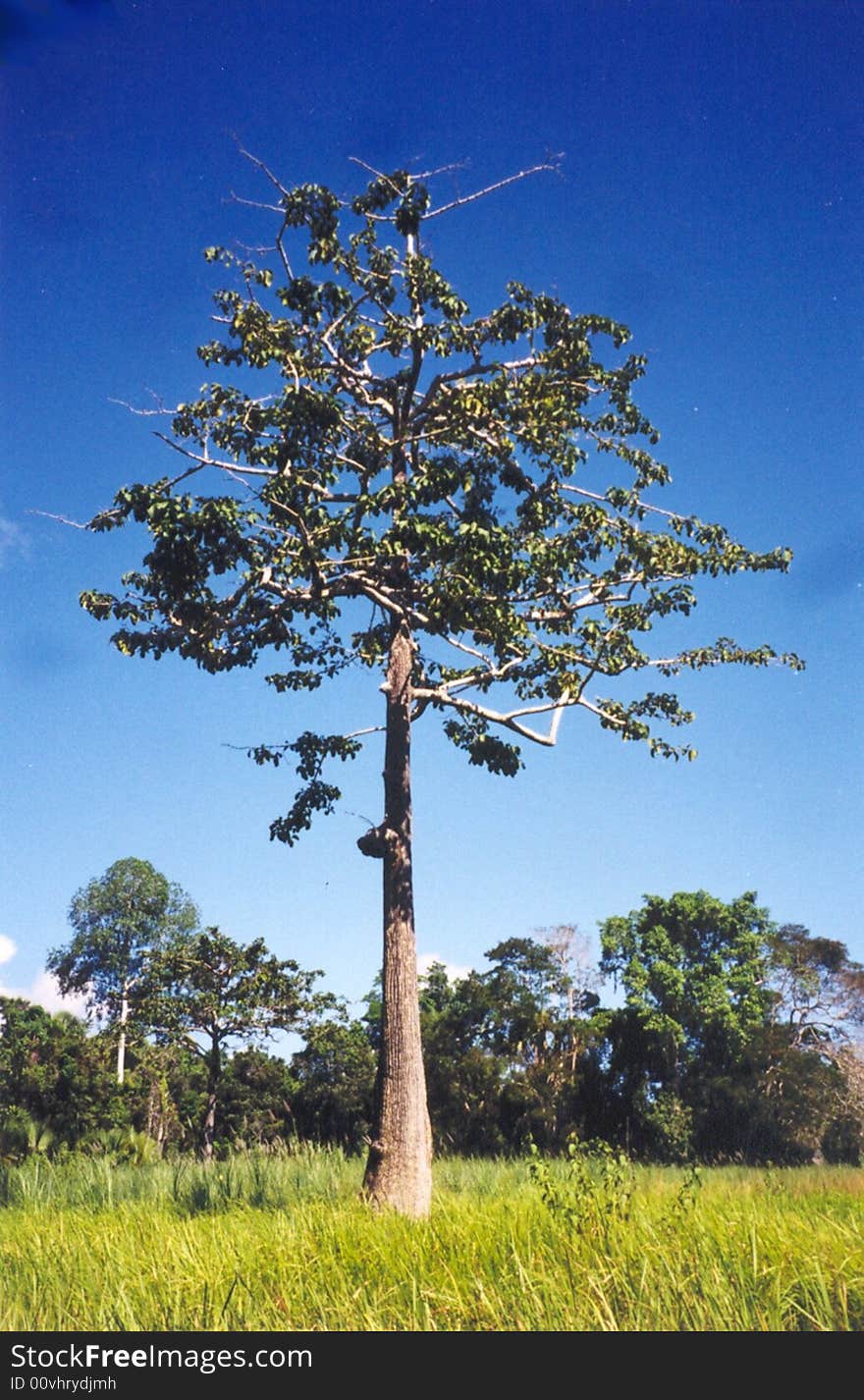 A tree in seagegrass field