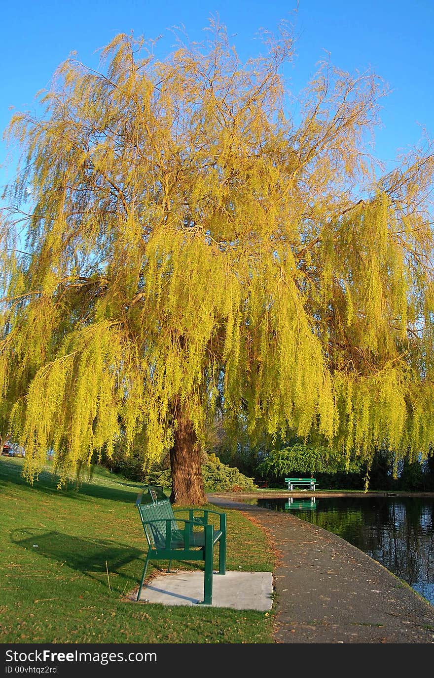 Willow and bench in bacon hill park in victoria, vancouver island