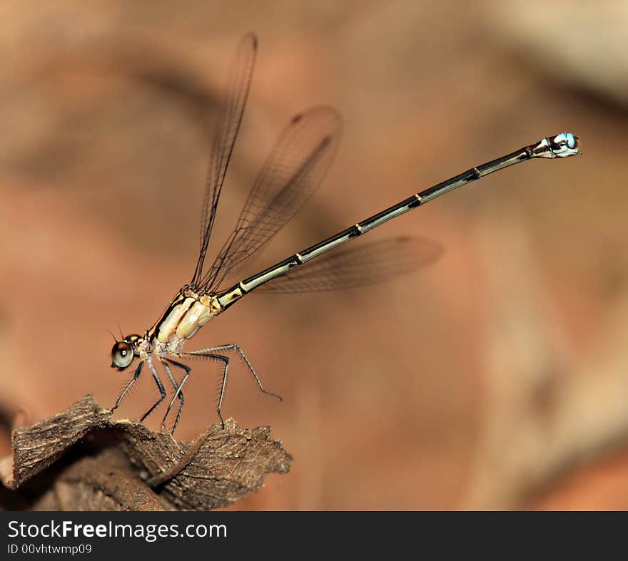 Dragonfly-Bolivia