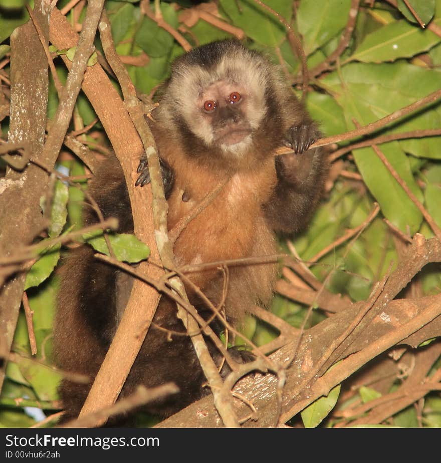 Capuchin Monkey-Bolivia Noel Kempff NP