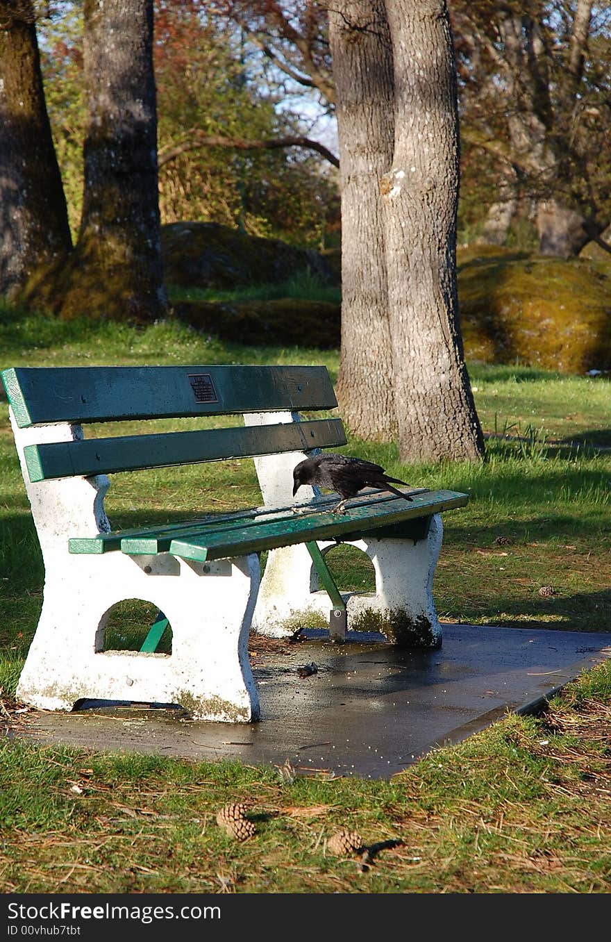 An empty bench in beacon hill park in afternoon, victoria, british columbia, canada. An empty bench in beacon hill park in afternoon, victoria, british columbia, canada