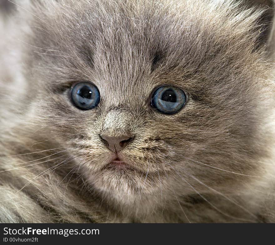 Nice Grey Kitten