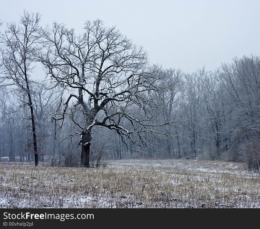 Tree in field lightly covered with snow. Tree in field lightly covered with snow