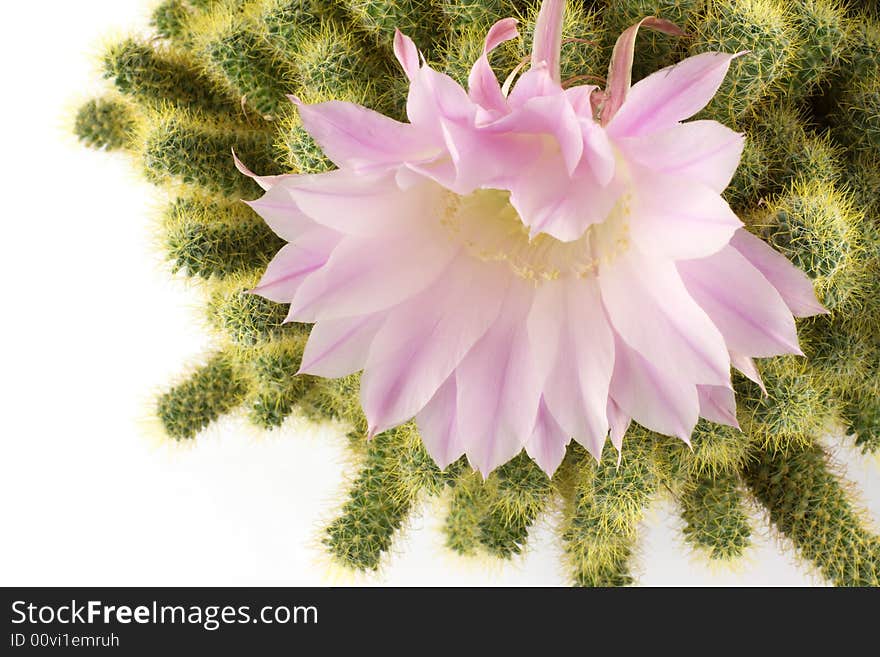 Echinopsis flower and mammillaria cactus, white background. Echinopsis flower and mammillaria cactus, white background