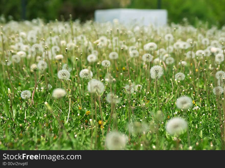 Lots of fluffy dandelions over green grass