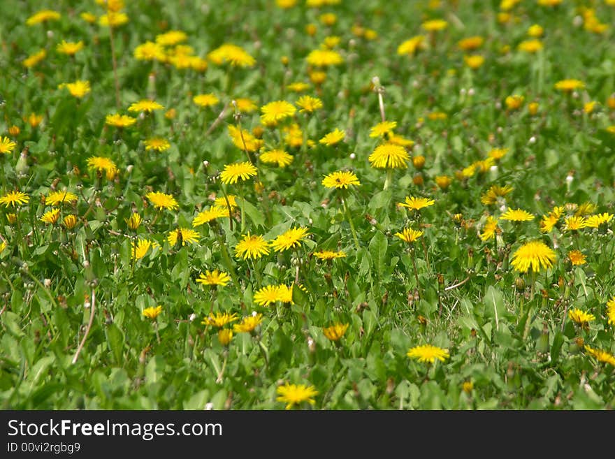 Yellow dandelions