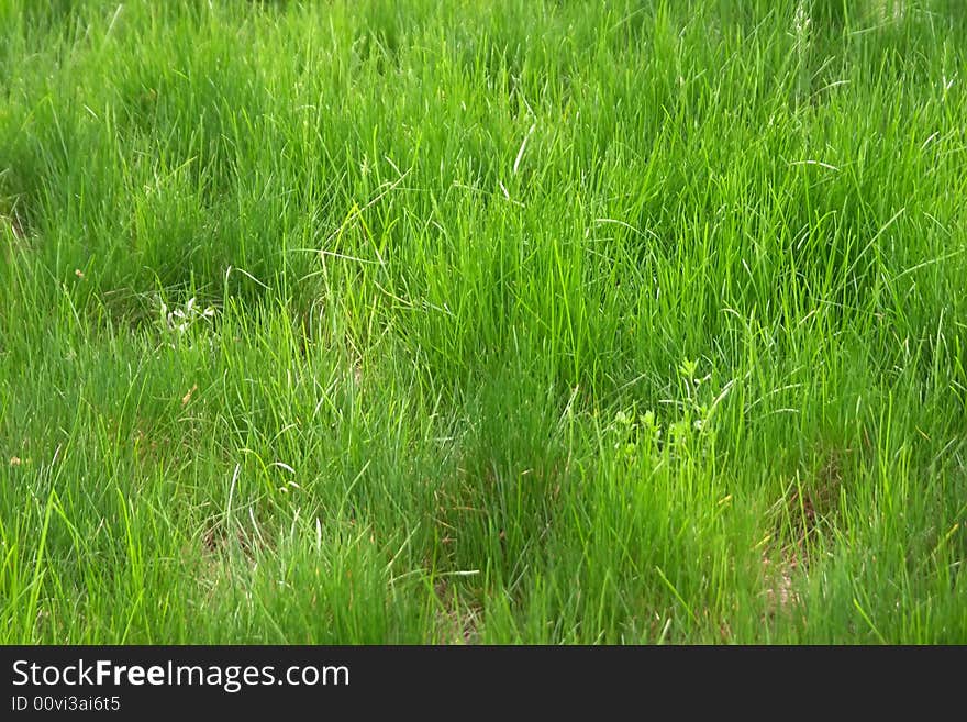 Big field of green grass at spring