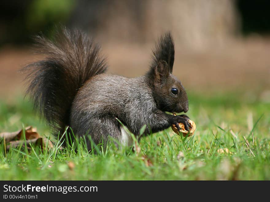 Squirrel with nut