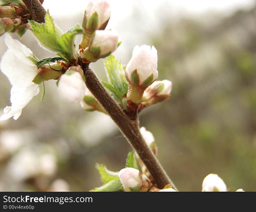 Small white spring flowers at garden and sunlight. Small white spring flowers at garden and sunlight