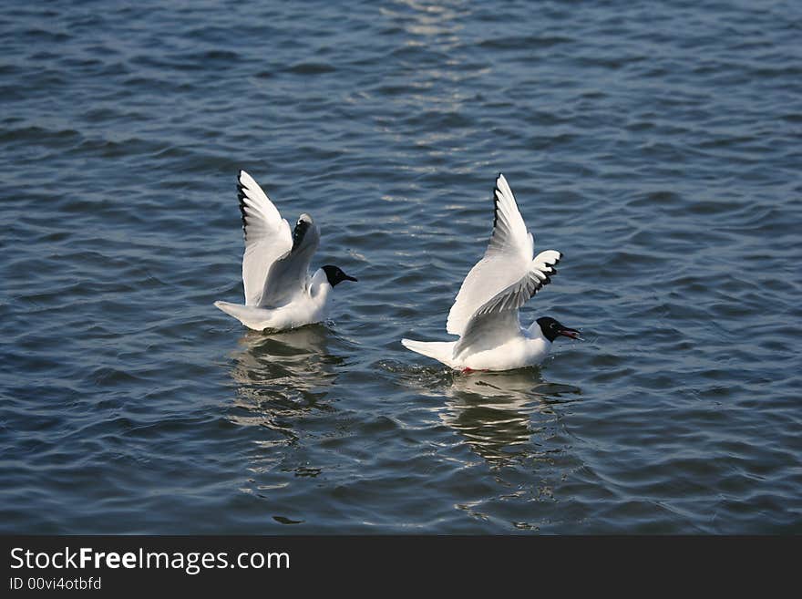 Seagulls in gliding in mid-flight against blue water. Seagulls in gliding in mid-flight against blue water