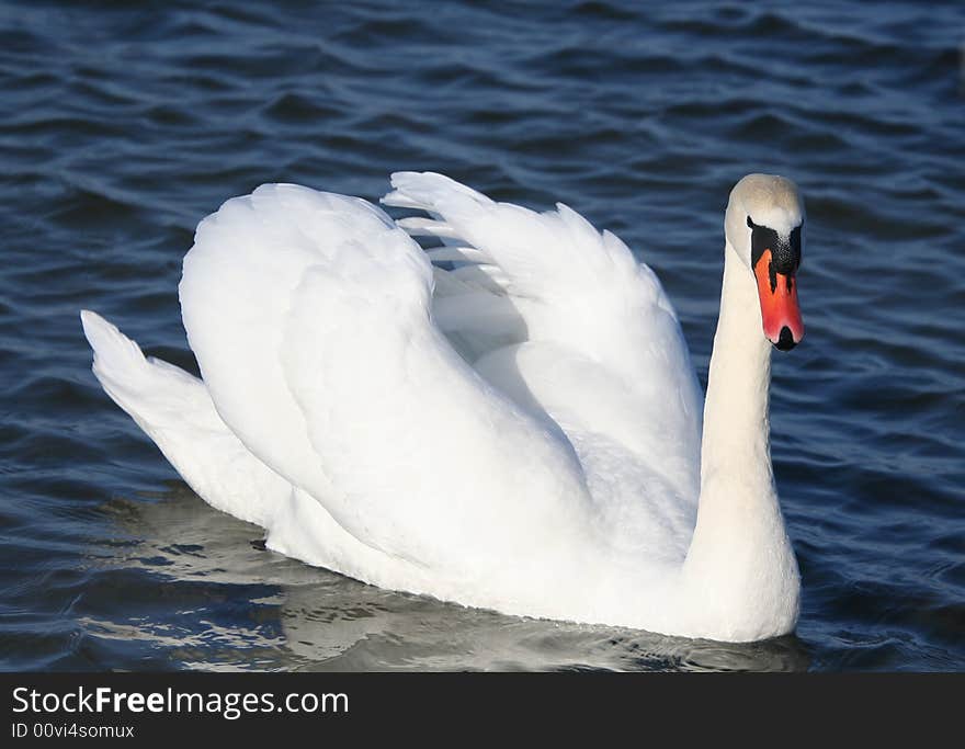 Graceful white swan on a water of lake