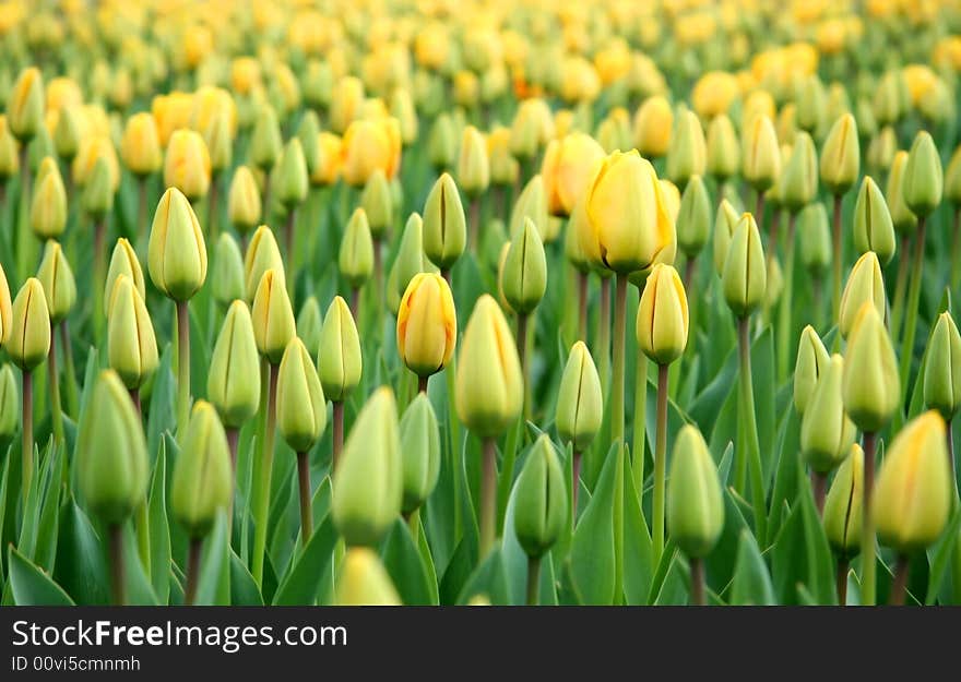 Floral background - flowerbed of yellow tulip buds. Floral background - flowerbed of yellow tulip buds