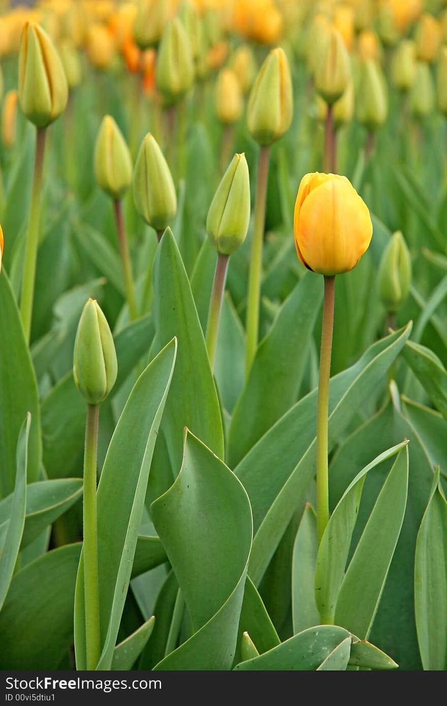 Floral background - flowerbed of yellow tulip buds. Floral background - flowerbed of yellow tulip buds