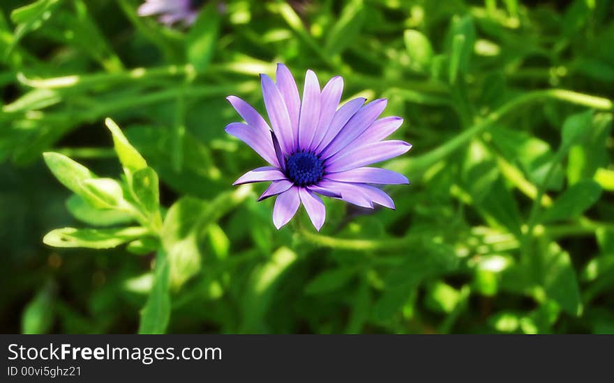 Beauty of a Daisy in lavender shade. Beauty of a Daisy in lavender shade