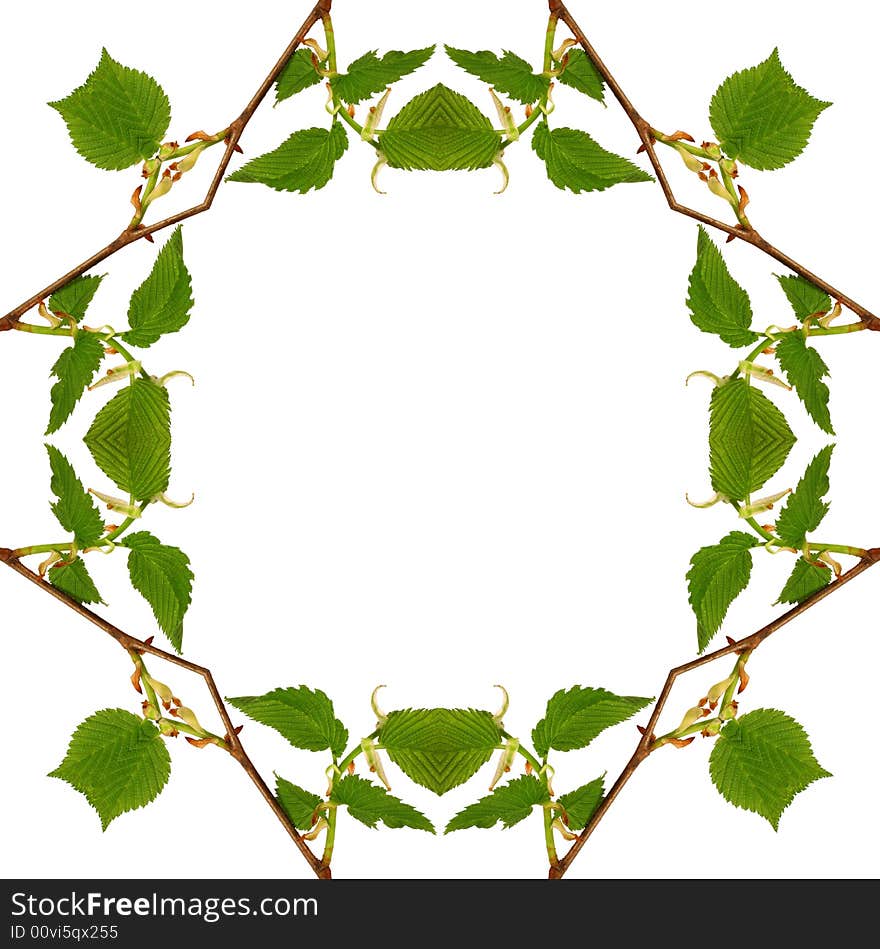 Frame from the green tree branches. Frame from the green tree branches