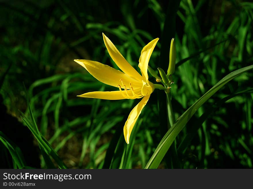 Yellow Flower