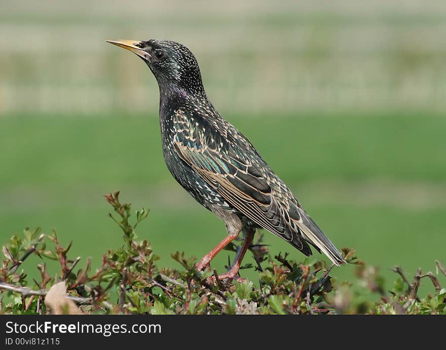 Starling