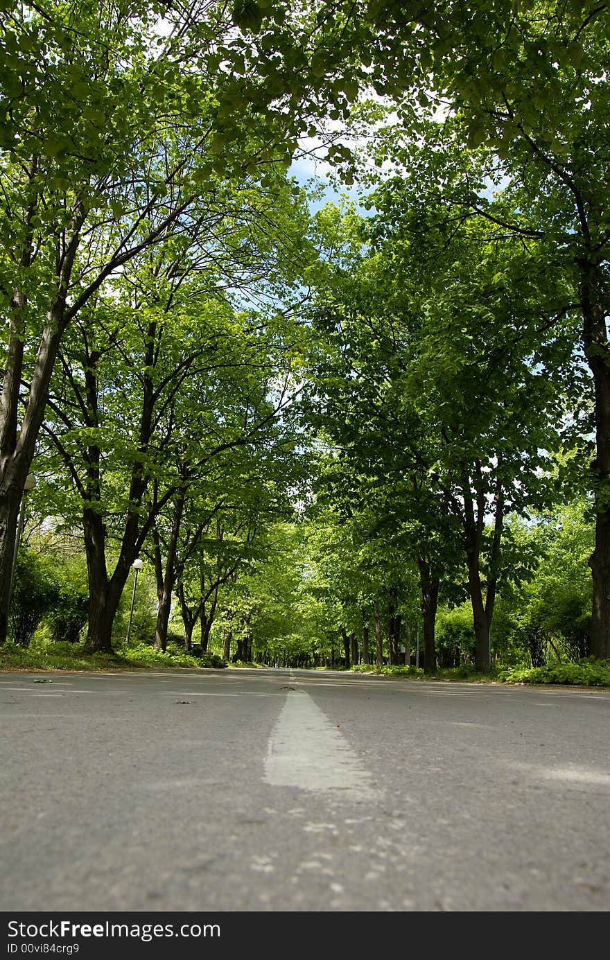 Road to shades of branches of trees