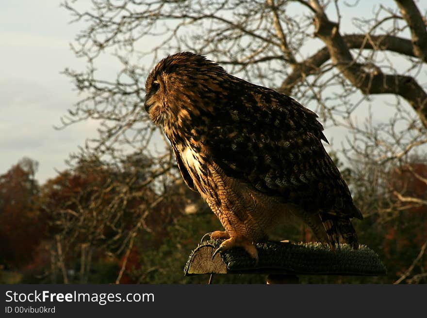 Lone Barn Owl Perched