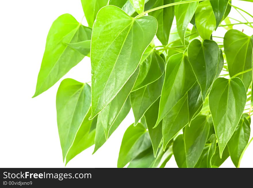 Green Leaves