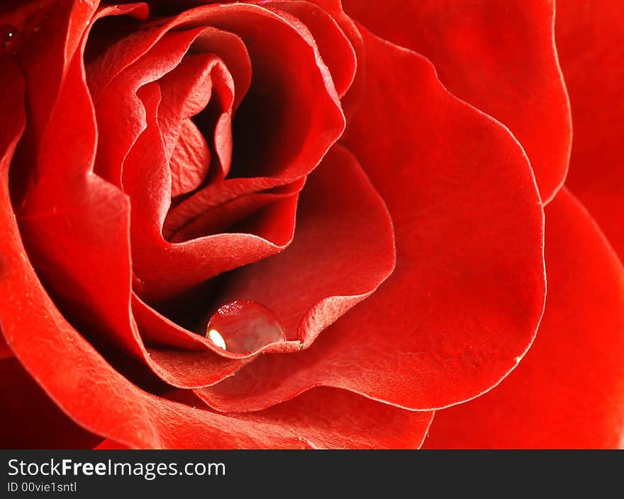 Close up shot of red rose with water drop