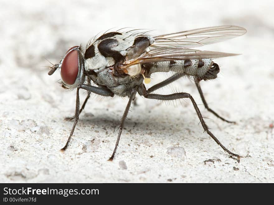 Detailed macro of a house fly sitting on concrete, side view. Detailed macro of a house fly sitting on concrete, side view