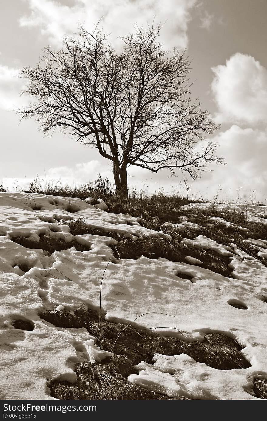 Tree and snow