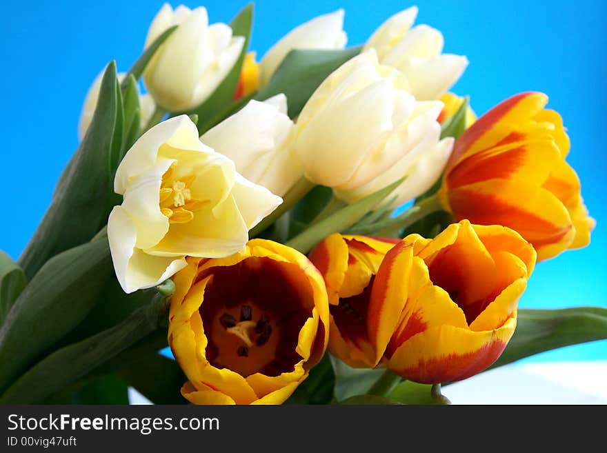 White and red tulips, spring