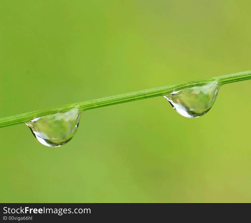 Dewdrops on a branch after rain