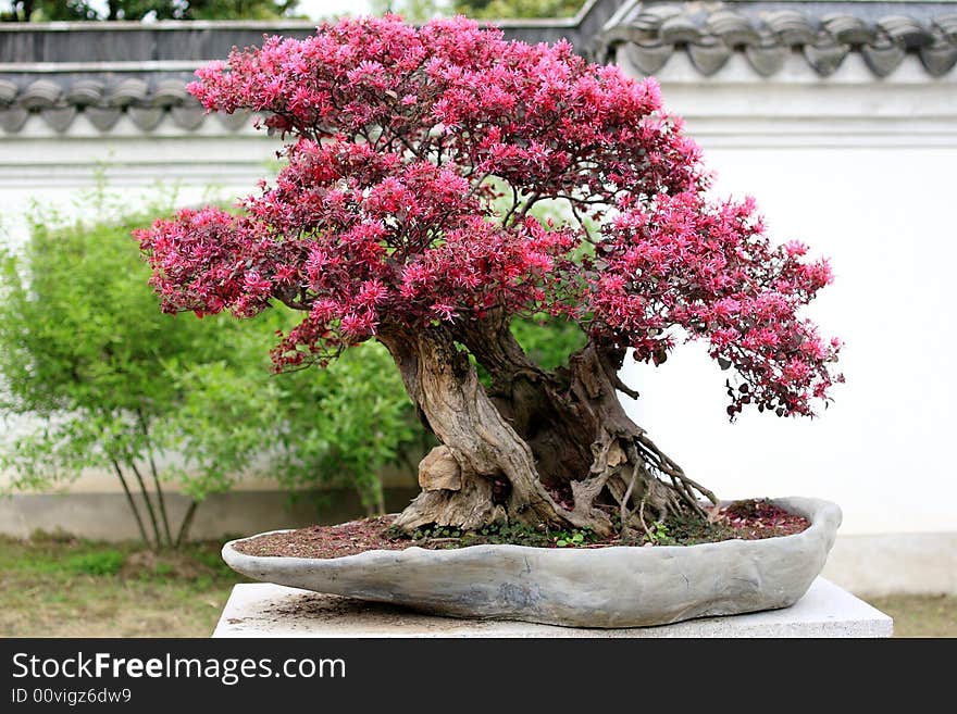 Chinese Penjing, miniascape miniature garden. Chinese Penjing, miniascape miniature garden.