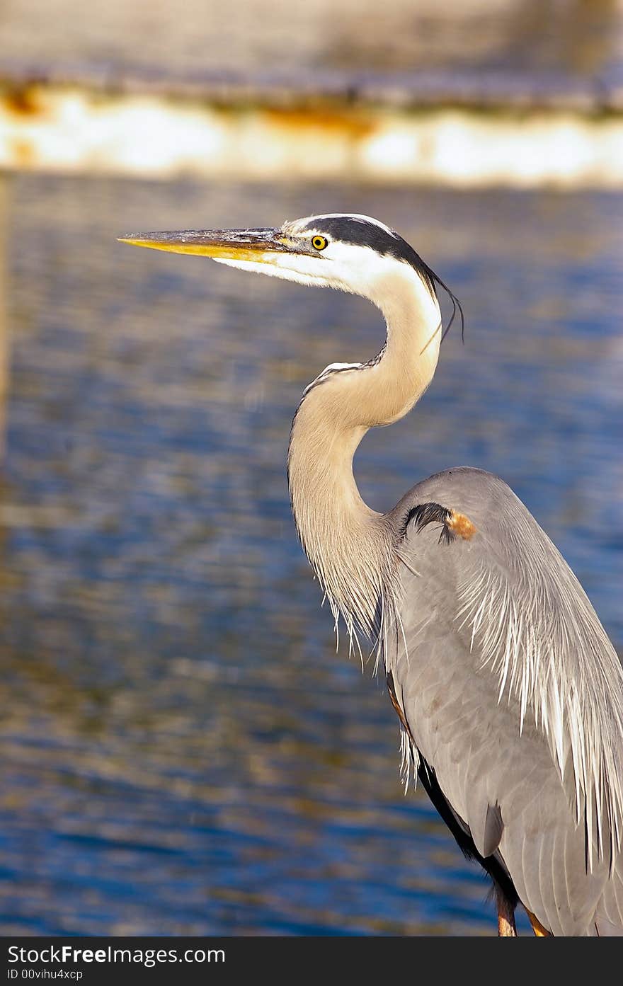 A great blue heron stands on a dock with the blue water behind him.