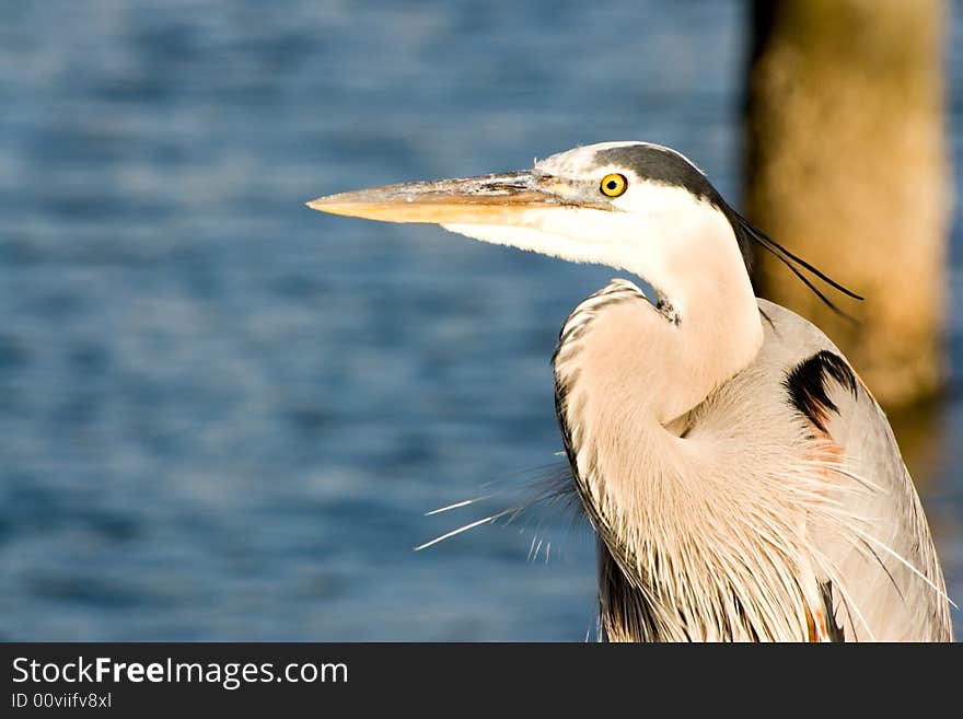 A great blue heron looks out into the sea