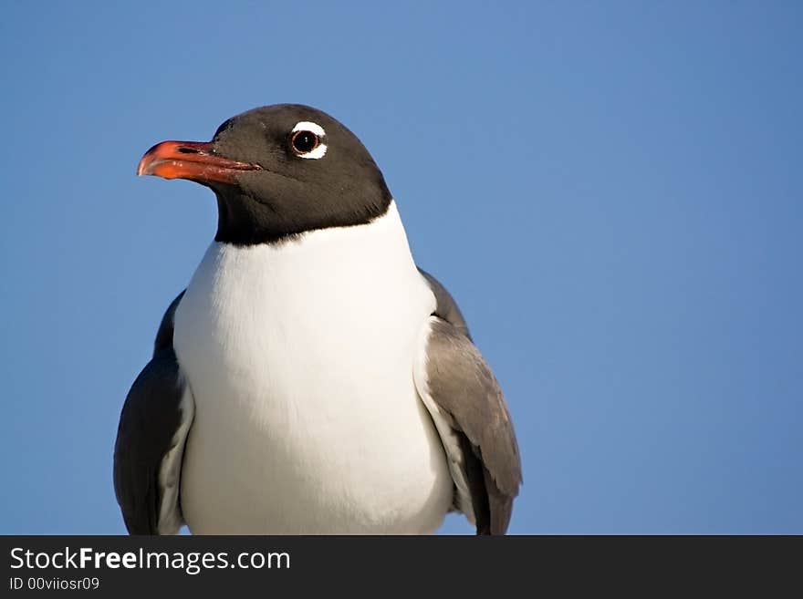 Seagull portrait